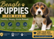 Best Beagle Puppies for Sale Online