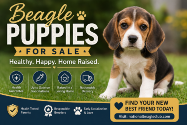 Best Beagle Puppies for Sale Online