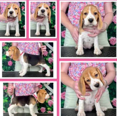 Beagle Puppy Terms and Conditions