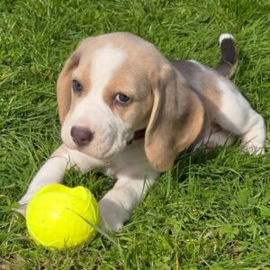 Blue Saddle Tri Female Beagle Puppy for Sale