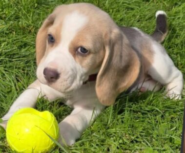 Lulu beagle
