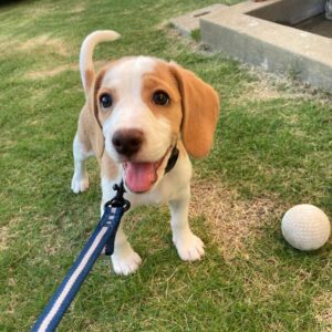 Lemon Male Beagle Puppy for Sale
