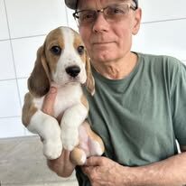 National Beagle club puppies for sale