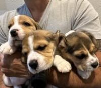 National Beagle club puppies for sale