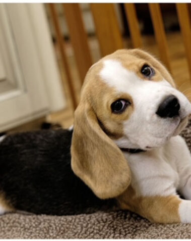 National Beagle club puppies for sale