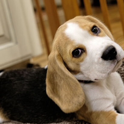 National Beagle club puppies for sale
