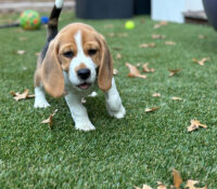 National Beagle club puppies for sale