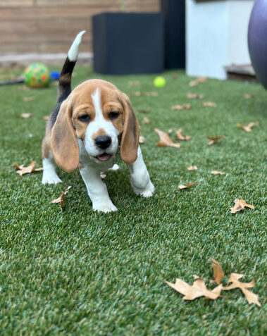 National Beagle club puppies for sale
