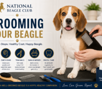 Beagle Puppies for sale