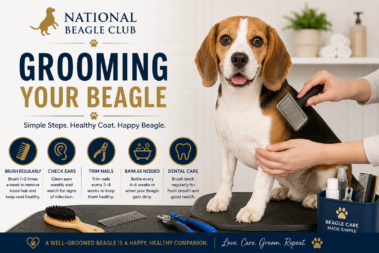 Beagle Puppies for sale