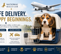 Beagle Puppy Delivery Information