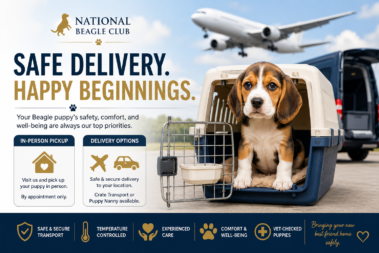 Beagle Puppy Delivery Information
