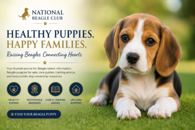 Trusted Beagle Puppies, Care & Breed Information