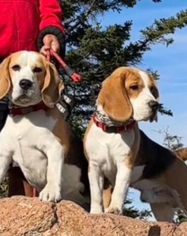 Beagle Puppy Testimonials