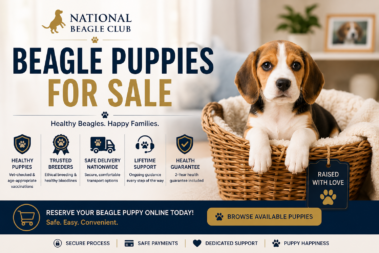 Beagle puppies for sale