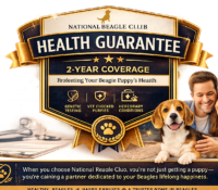 Beagle puppy health guarantee