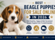 Buy Beagle Puppies Online Safely