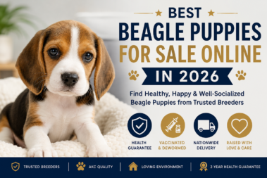 Buy Beagle Puppies Online Safely