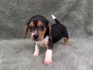Female Beagle Puppy for Sale