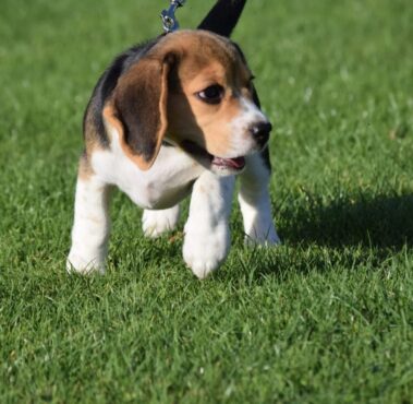Female Tri Beagle Puppy for Sale