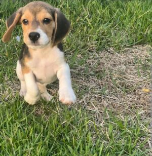 Male Tri Beagle Puppy for Sale