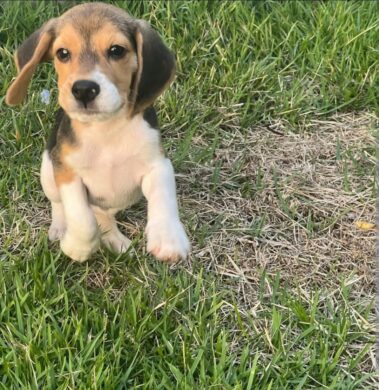 Male Tri Beagle Puppy for Sale