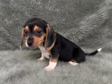 Male Pocket Beagle Puppy for Sale