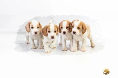 National Beagle club