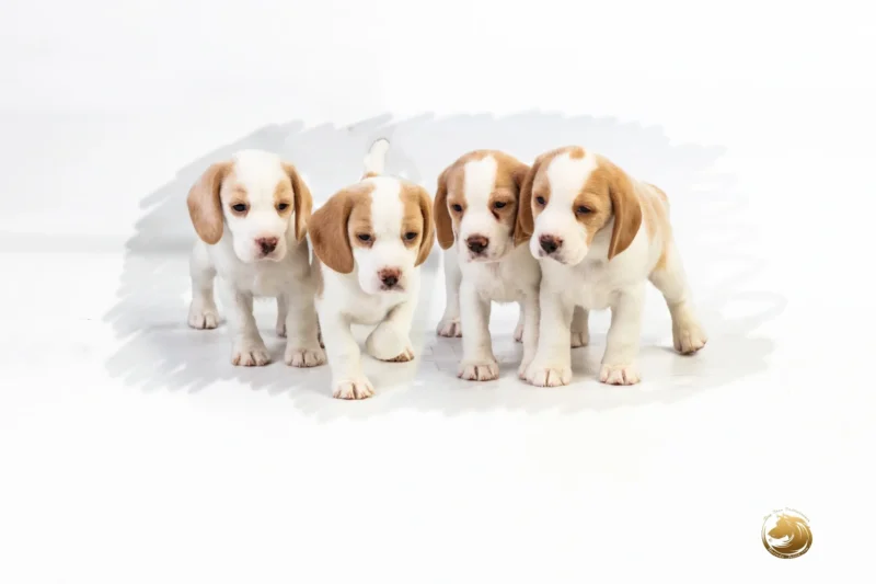 National Beagle club