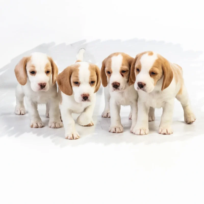 National Beagle club