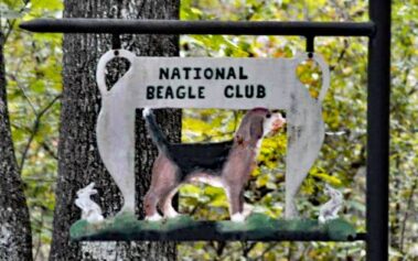 National Beagle Club