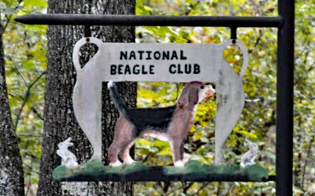 National Beagle Club