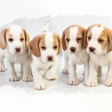 National Beagle club