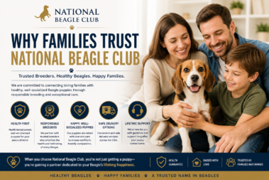 trusted Beagle breeders