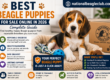 Best Beagle Puppies for Sale Online in 2026
