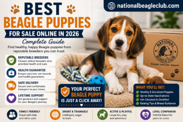 Best Beagle Puppies for Sale Online in 2026