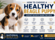 How to Choose a Healthy Beagle Puppy
