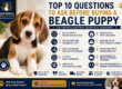 Top 10 Questions to Ask Before Buying a Beagle Puppy