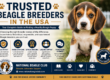 Trusted Beagle Breeders in the USA (2026 Guide)