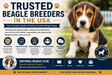 Trusted Beagle Breeders in the USA (2026 Guide)