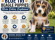 Rare Blue Tri Beagle puppy with blue-gray, tan, and white coat markings outdoors