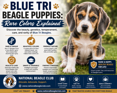 Rare Blue Tri Beagle puppy with blue-gray, tan, and white coat markings outdoors
