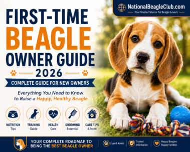First-Time Beagle Owner Guide 2026 featuring a happy Beagle puppy and essential care tips for new owners