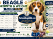 Beagle Growth Guide