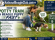 Potty Train Beagle Puppy with a step-by-step outdoor house training routine and positive reinforcement
