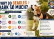 Beagle Barking