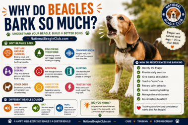 Beagle Barking