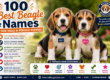 Best Beagle Names