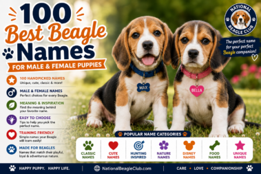 Best Beagle Names