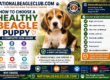 Healthy Beagle Puppy